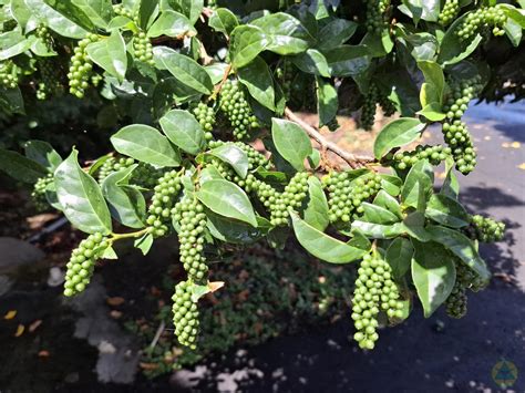 枯里珍功效|枯里珍 (恆春熱帶植物園)